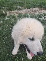 Puppy 2, a male Great Pyrenees for sale in Stuart, VA – 3 of 6
