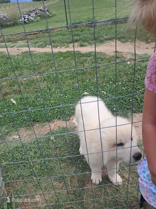 Puppy 2 – Great Pyrenees puppy for sale in Stuart, VA