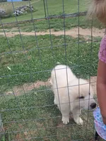Puppy 2, a male Great Pyrenees for sale in Stuart, VA – 1 of 1