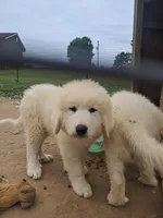Puppy 1, a female Great Pyrenees for sale in Stuart, VA – 2 of 4