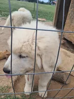 Puppy 1, a female Great Pyrenees for sale in Stuart, VA – 1 of 4