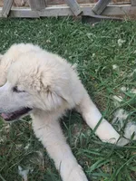 Puppy 2, a male Great Pyrenees for sale in Stuart, VA – 4 of 6