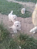Puppy 1, a female Great Pyrenees for sale in Stuart, VA – 4 of 4