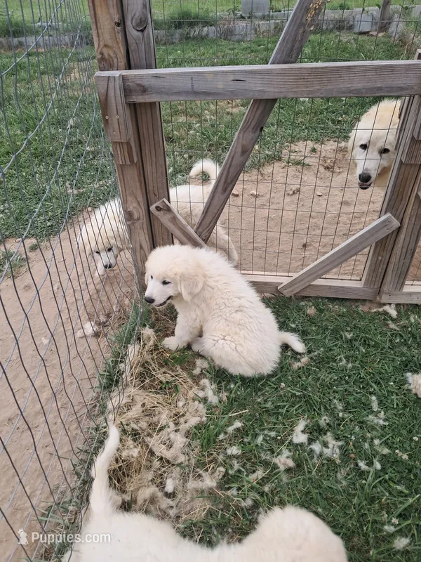 Puppy 3 – Great Pyrenees puppy for sale in Stuart, VA