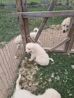Puppy 3, a female Great Pyrenees for sale in Stuart, VA – 1 of 1