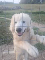 Puppy 2, a male Great Pyrenees for sale in Stuart, VA – 6 of 6