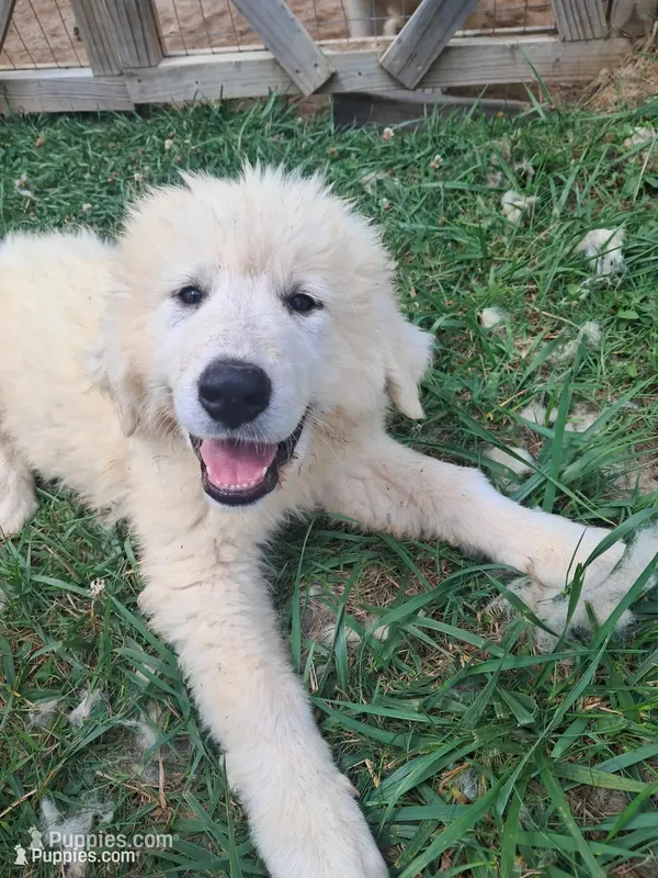 Puppy 2 – Great Pyrenees puppy for sale in Stuart, VA