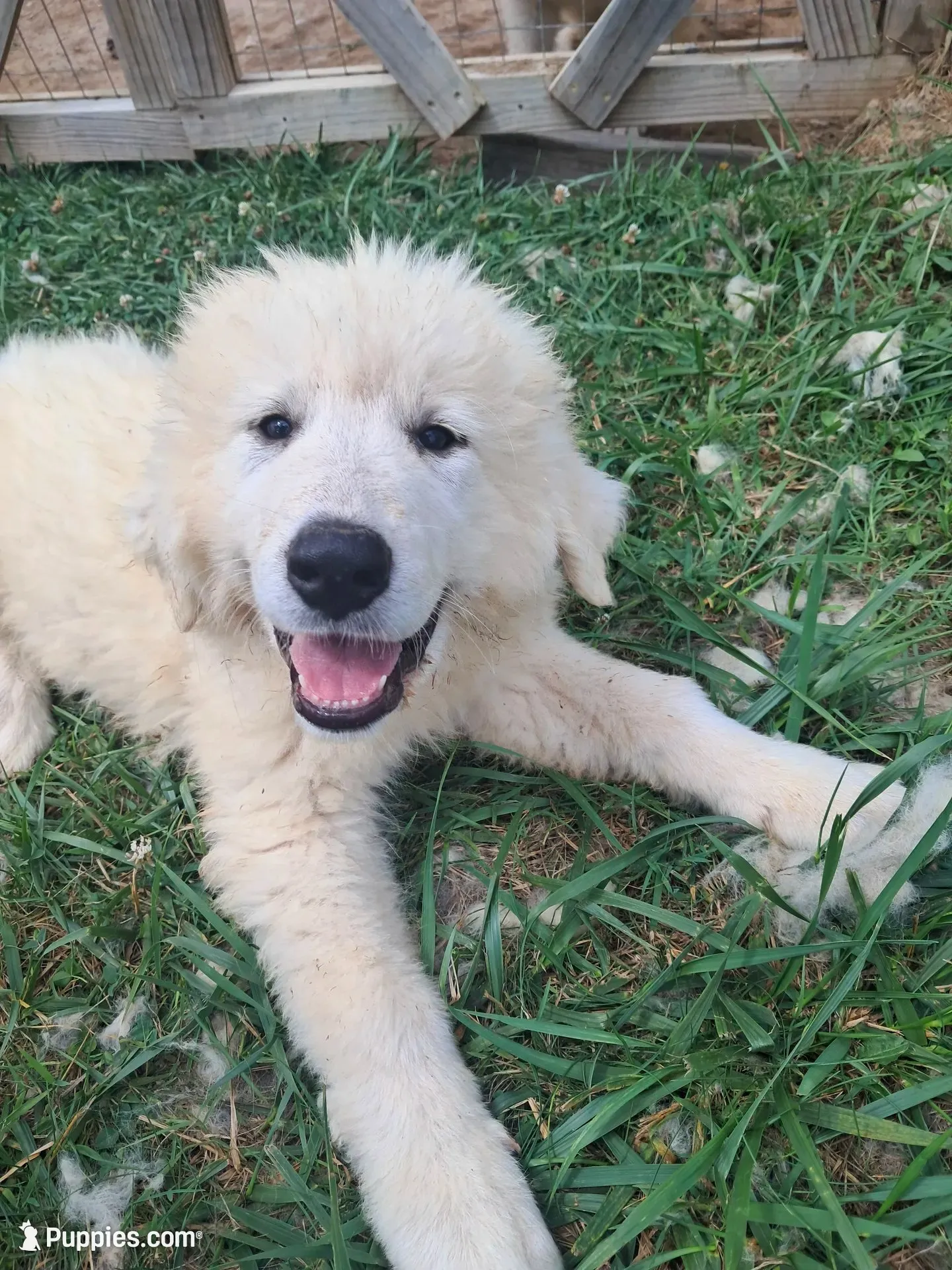 Puppy 2, a male Great Pyrenees for sale in Stuart, VA – 1 of 6