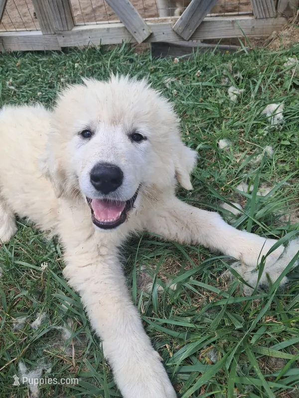 Puppy 2 – Great Pyrenees puppy for sale in Stuart, VA