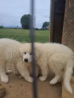 Puppy 1, a female Great Pyrenees for sale in Stuart, VA – 3 of 4