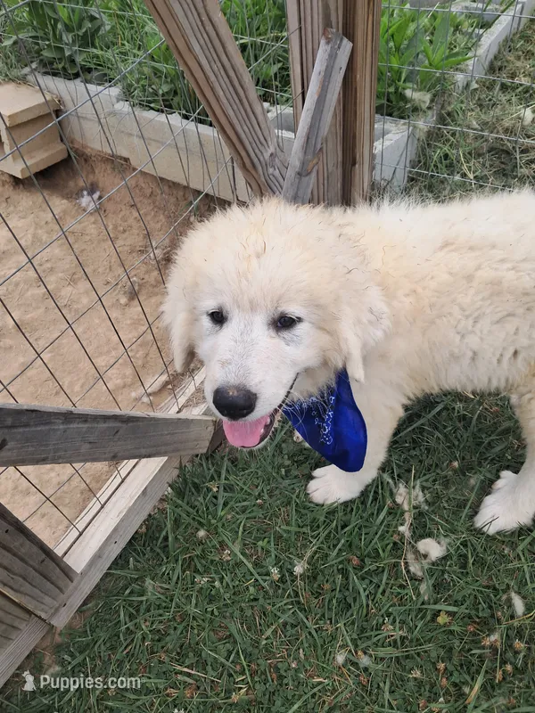 Puppy 2 – Great Pyrenees puppy for sale in Stuart, VA