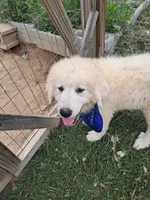 Puppy 2, a male Great Pyrenees for sale in Stuart, VA – 2 of 6