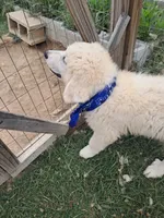 Puppy 2, a male Great Pyrenees for sale in Stuart, VA – 5 of 6