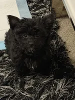 Oliver , a male Yorkshire Terrier for sale in Concord, NC – 2 of 5