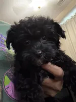 Oliver , a male Yorkshire Terrier for sale in Concord, NC – 1 of 5