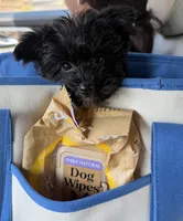 Oliver , a male Yorkshire Terrier for sale in Concord, NC – 4 of 5