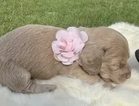 Honey Bun, a female Dachshund for sale in Live Oak, FL – 2 of 4