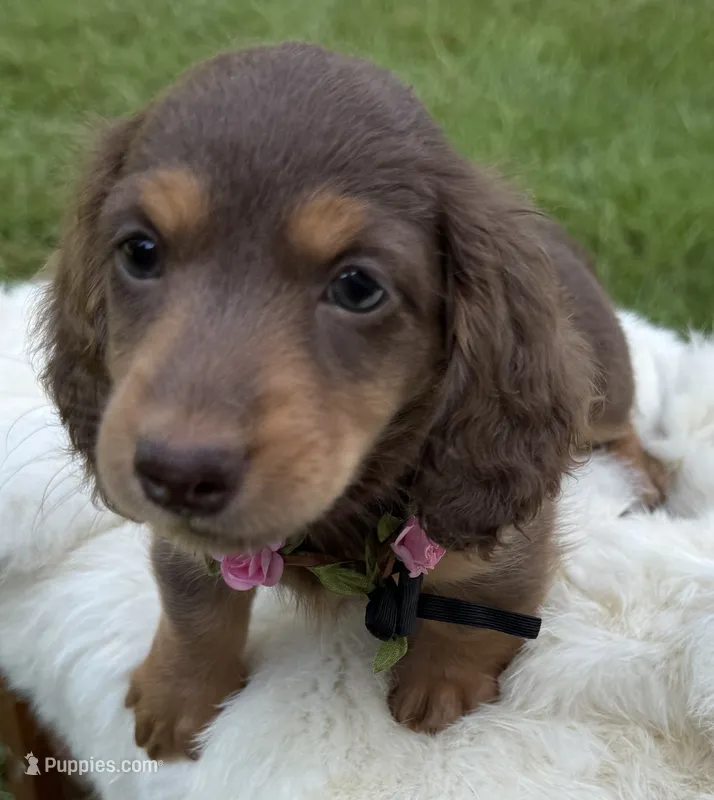 Joelle – Miniature Dachshund puppy for sale in Live Oak, FL