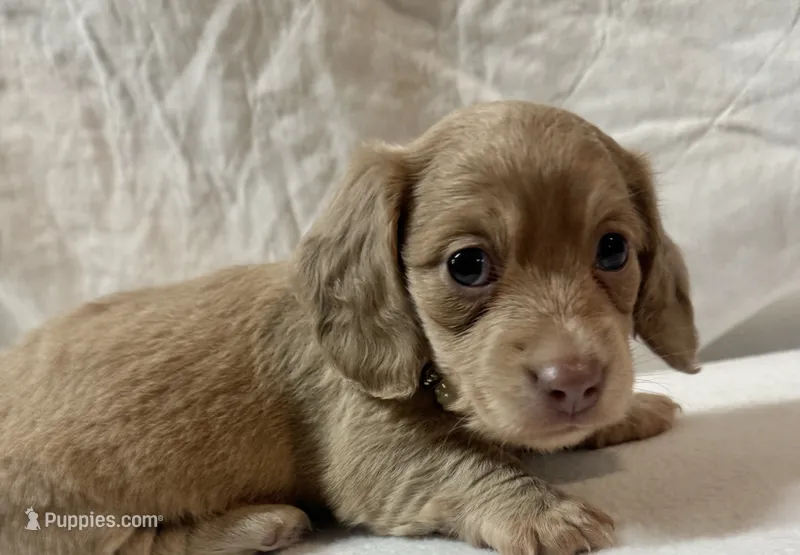 Honey Bun – Dachshund puppy for sale in Live Oak, FL