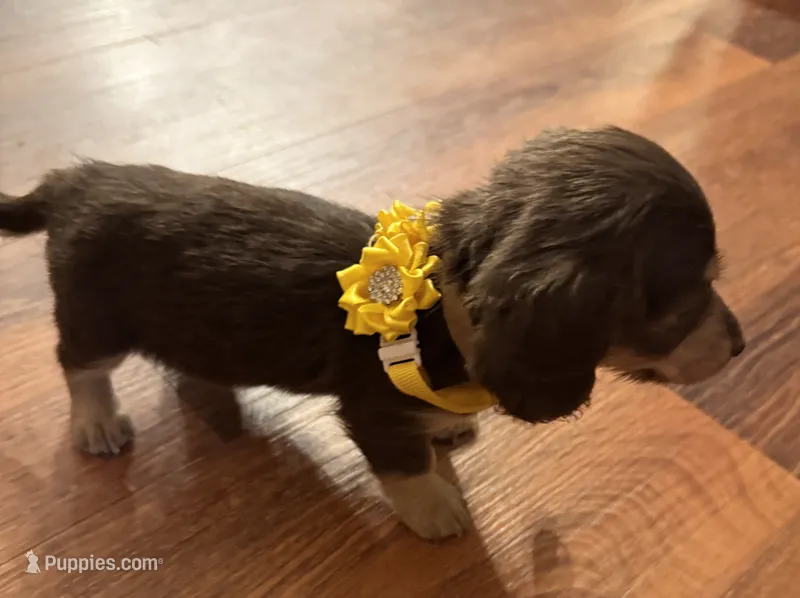 Joelle – Miniature Dachshund puppy for sale in Live Oak, FL