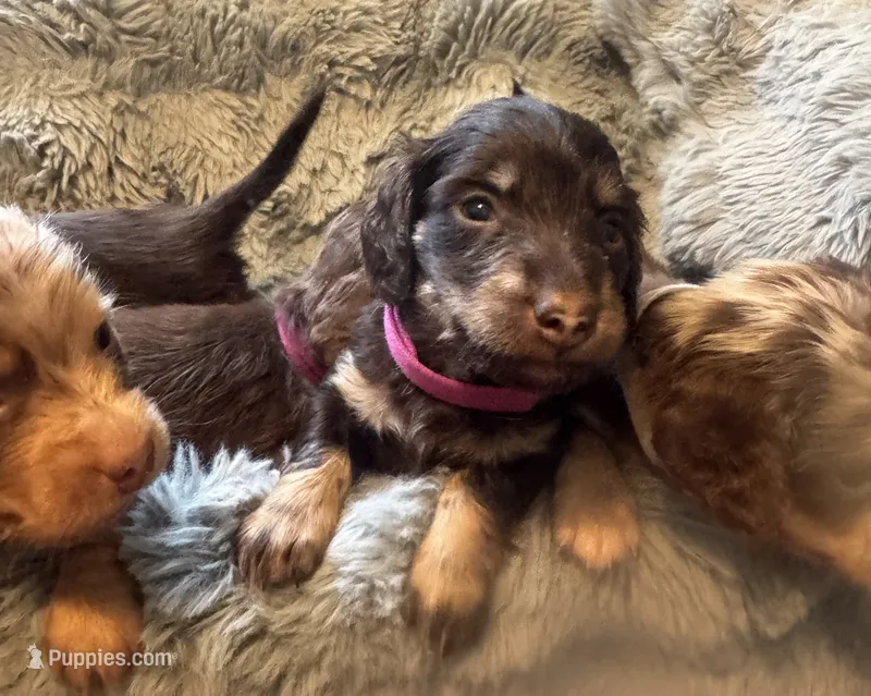 Joelle – Miniature Dachshund puppy for sale in Live Oak, FL