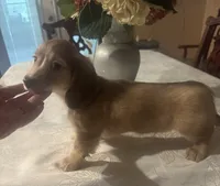 Ryker, a male Dachshund for sale in Live Oak, FL – 4 of 4