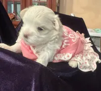 Rosalia , a female Maltese for sale in Live Oak, FL – 2 of 4