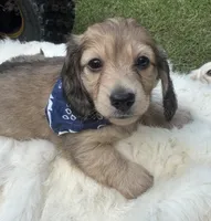 Sailoor, a male Dachshund for sale in Live Oak, FL – 1 of 3