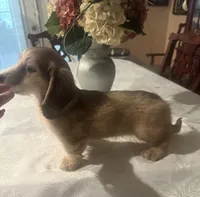 Ryker, a male Dachshund for sale in Live Oak, FL – 3 of 4