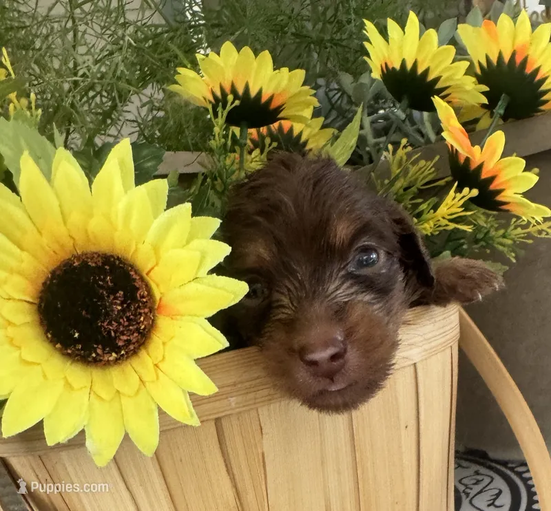 Josie – Miniature Dachshund puppy for sale in Live Oak, FL