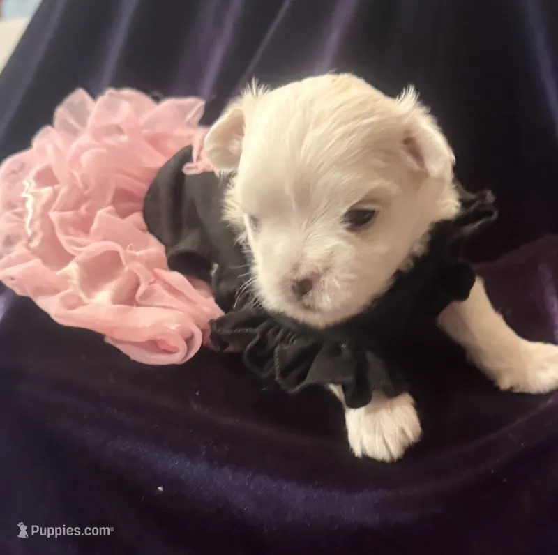 Arabella – Maltese puppy for sale in Live Oak, FL