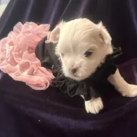 Arabella, a female Maltese for sale in Live Oak, FL – 1 of 6
