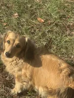 Cash, a male Miniature Dachshund for sale in Live Oak, FL – 3 of 3