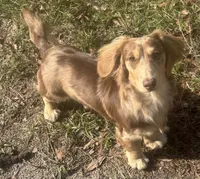 Blue Belle, a female Dachshund for sale in Live Oak, FL – 4 of 4