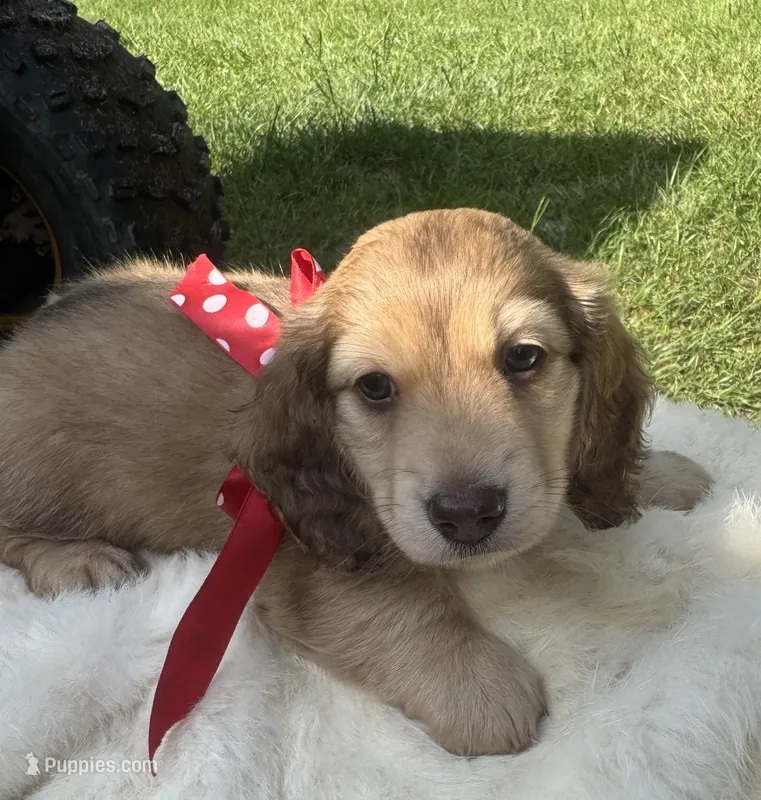 Fritzy – Dachshund puppy for sale in Live Oak, FL