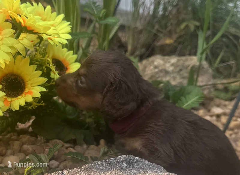 Joelle – Miniature Dachshund puppy for sale in Live Oak, FL