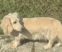 Blue Belle, a female Dachshund for sale in Live Oak, FL – 2 of 4