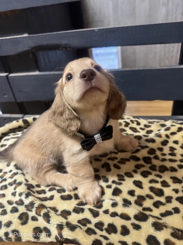 Ryker – Dachshund puppy for sale in Live Oak, FL