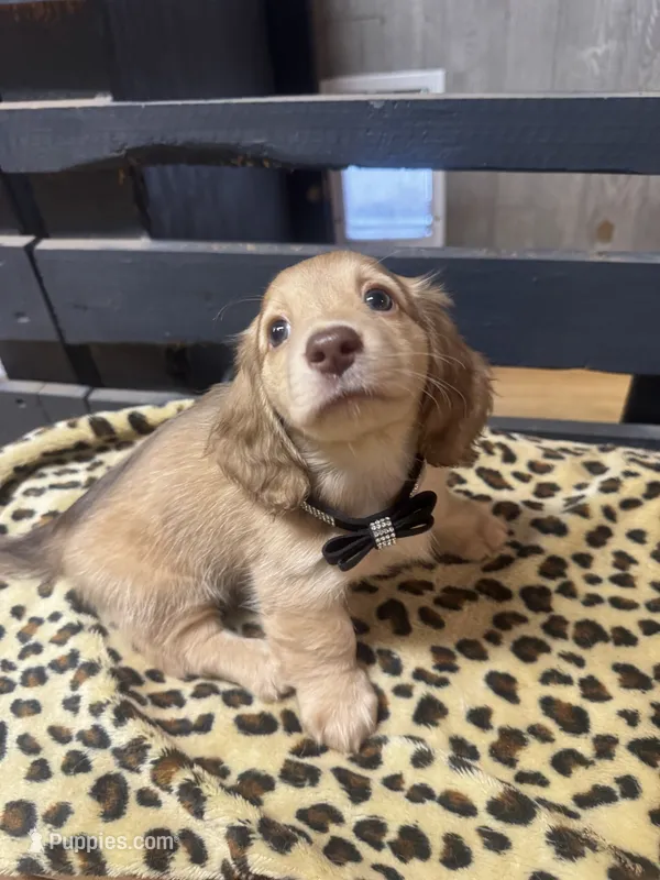 Ryker – Dachshund puppy for sale in Live Oak, FL