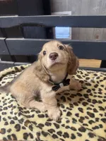 Ryker, a male Dachshund for sale in Live Oak, FL – 1 of 4