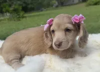 Fancy, a female Dachshund for sale in Live Oak, FL – 4 of 4