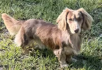 Cash, a male Miniature Dachshund for sale in Live Oak, FL – 2 of 3