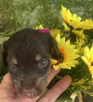 Joelle, a female Miniature Dachshund for sale in Live Oak, FL – 5 of 6