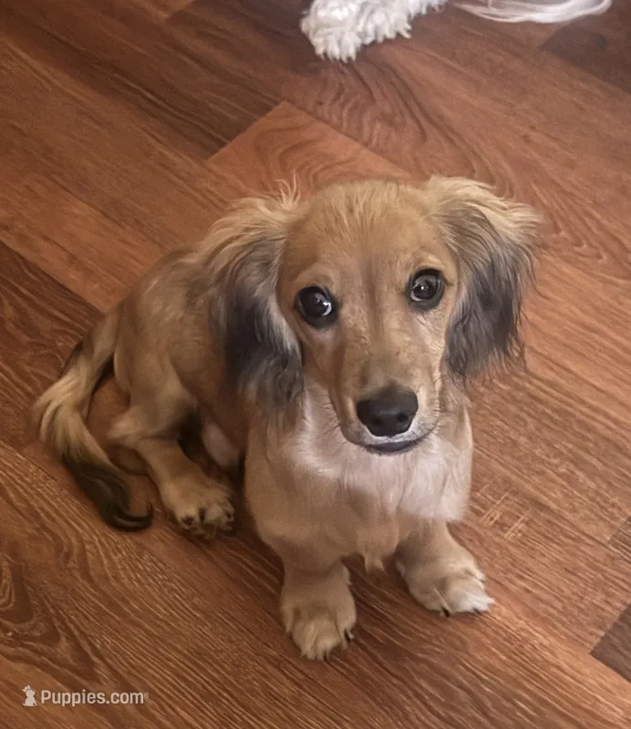 Cash – Miniature Dachshund puppy for sale in Live Oak, FL