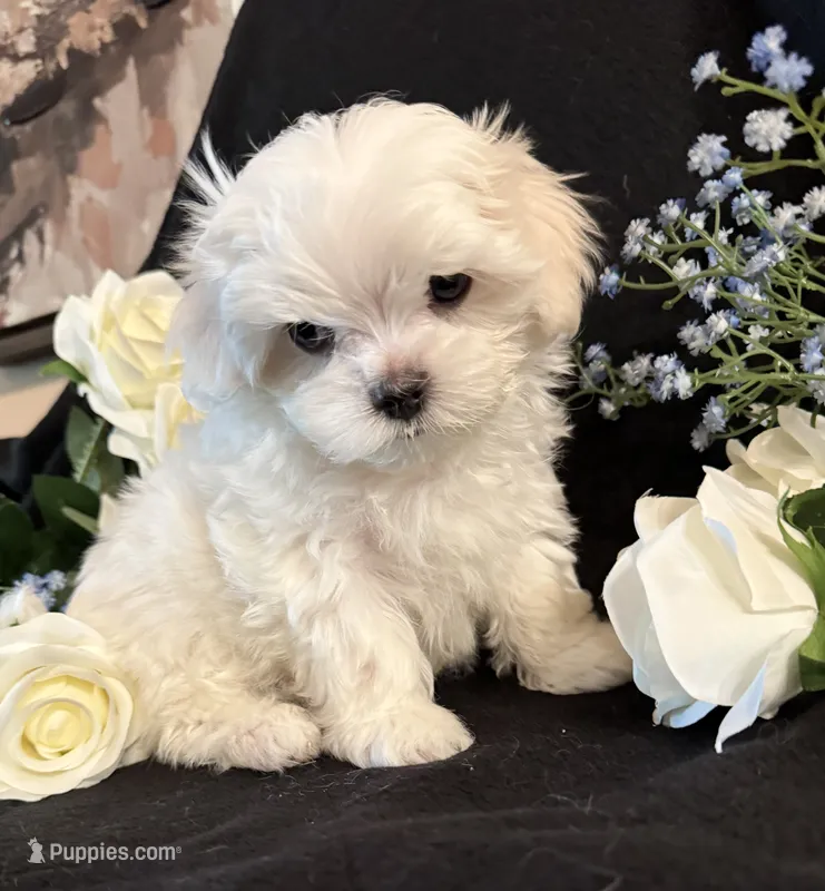 Micha – Maltese puppy for sale in Live Oak, FL