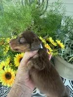 Josie, a female Miniature Dachshund for sale in Live Oak, FL – 2 of 5