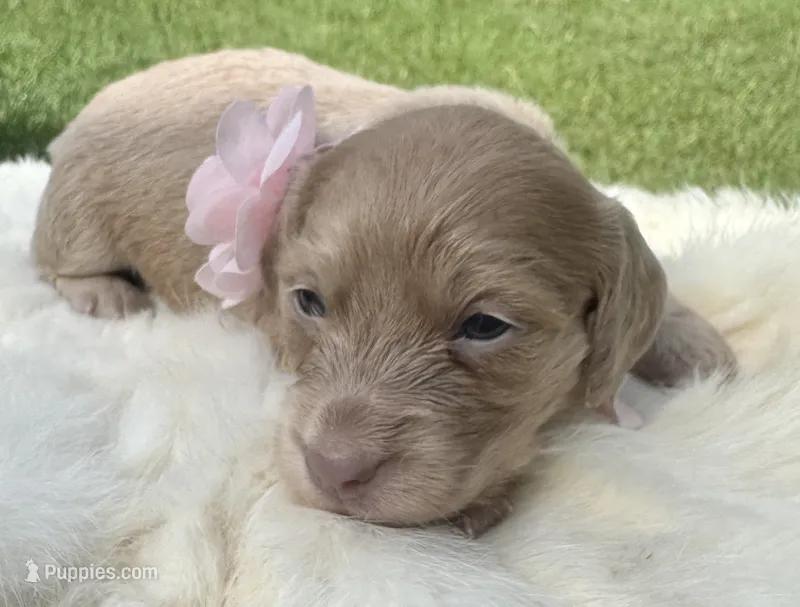 Honey Bun – Dachshund puppy for sale in Live Oak, FL