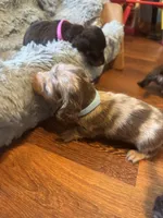 Lokie, a male Miniature Dachshund for sale in Live Oak, FL – 2 of 7