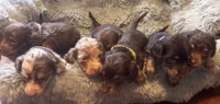 Josie, a female Miniature Dachshund for sale in Live Oak, FL – 3 of 5