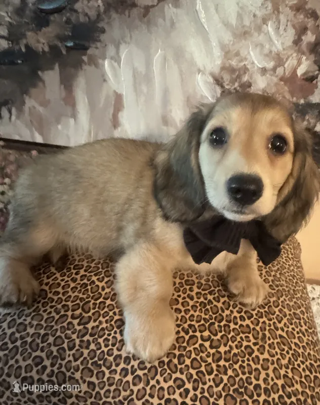Sailor – Dachshund puppy for sale in Live Oak, FL